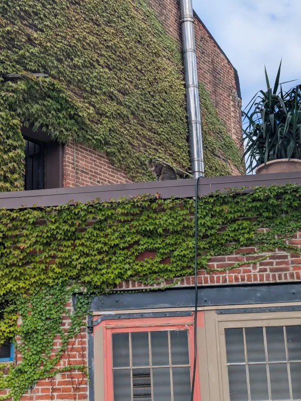 Tabby cat sitting on a rooftop ledge against an ivy-covered brick building, above old paneled garage doors